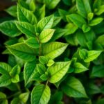 Découvrez le meilleur spray pour faire briller les feuilles des plantes vertes : Astuces et conseils d'entretien.