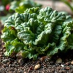 Est-ce qu'une salade repousse après avoir été coupée ? Découvrez la réponse et nos conseils de jardinage !