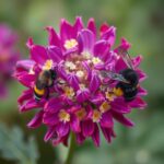 Faut-il retirer les fleurs mâles des plants de concombre ? Guide complet pour optimiser votre récolte.