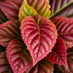 Pourquoi les feuilles de mon avocatier deviennent marron : Causes et solutions efficaces